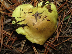 Tricholoma equestre