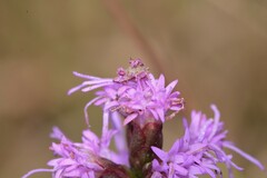 Synchlora