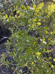 Forestiera