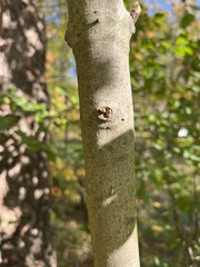 Acer rubrum
