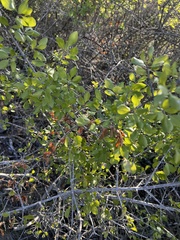 Forestiera