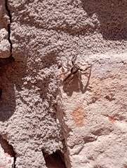 Menemerus bivittatus