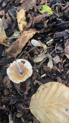 Lepiota rubrotinctoides