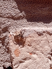 Menemerus bivittatus