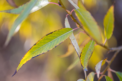 Salix acutifolia