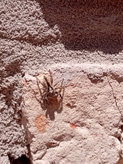 Menemerus bivittatus