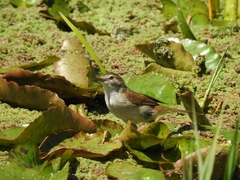 Acrocephalus gracilirostris