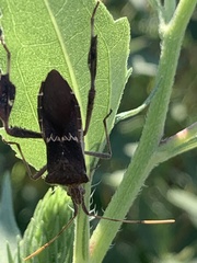 Leptoglossus zonatus