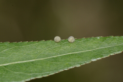 Limenitis