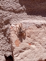 Menemerus bivittatus