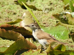 Acrocephalus gracilirostris