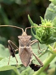 Leptoglossus zonatus