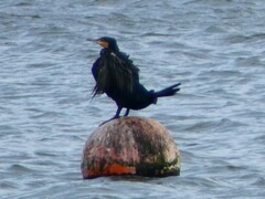 Phalacrocorax carbo