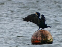 Phalacrocorax carbo