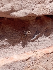 Menemerus bivittatus