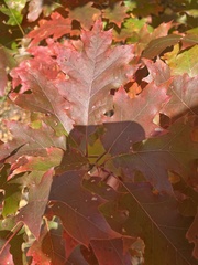 Quercus rubra