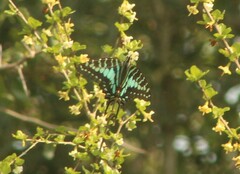 Graphium antheus