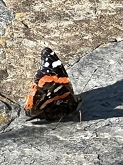 Vanessa atalanta
