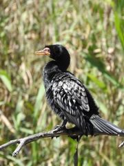 Microcarbo africanus africanus