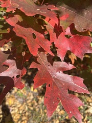 Quercus rubra