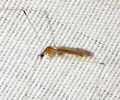 Helius flavipes