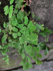 Adiantum capillus-veneris