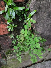 Adiantum capillus-veneris