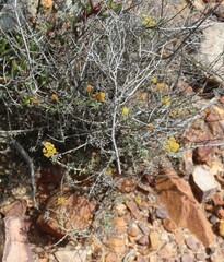 Helichrysum rutilans