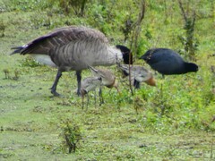 Branta canadensis