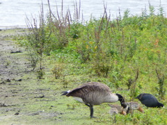 Branta canadensis