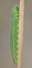 Tenthredopsis