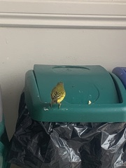 Setophaga petechia aureola