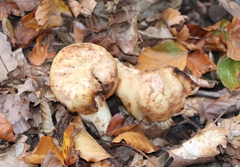 Russula foetens