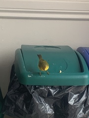 Setophaga petechia aureola