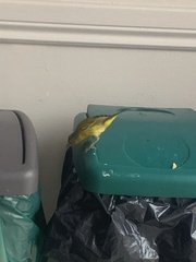 Setophaga petechia aureola