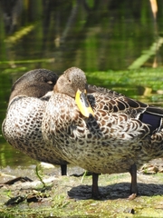 Anas undulata undulata