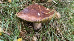 Boletus edulis