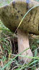 Boletus edulis