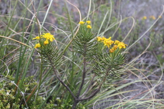 Euryops rehmannii