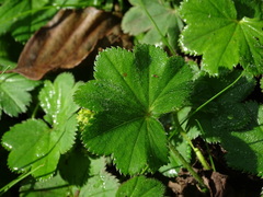 Alchemilla vulgaris