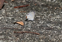 Everes lacturnus