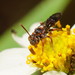 Australian Nomad Bee - Photo (c) Reiner Richter, some rights reserved (CC BY-NC-SA), uploaded by Reiner Richter