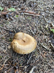 Paxillus involutus