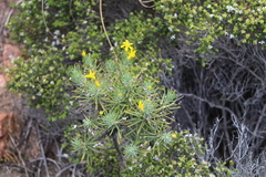 Euryops rehmannii