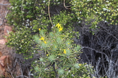 Euryops rehmannii