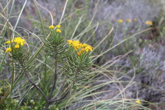 Euryops rehmannii