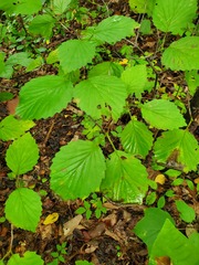 Viburnum carolinianum
