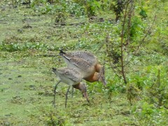 Limosa limosa