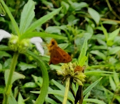 Oriens goloides