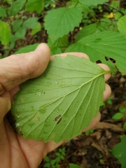 Viburnum carolinianum